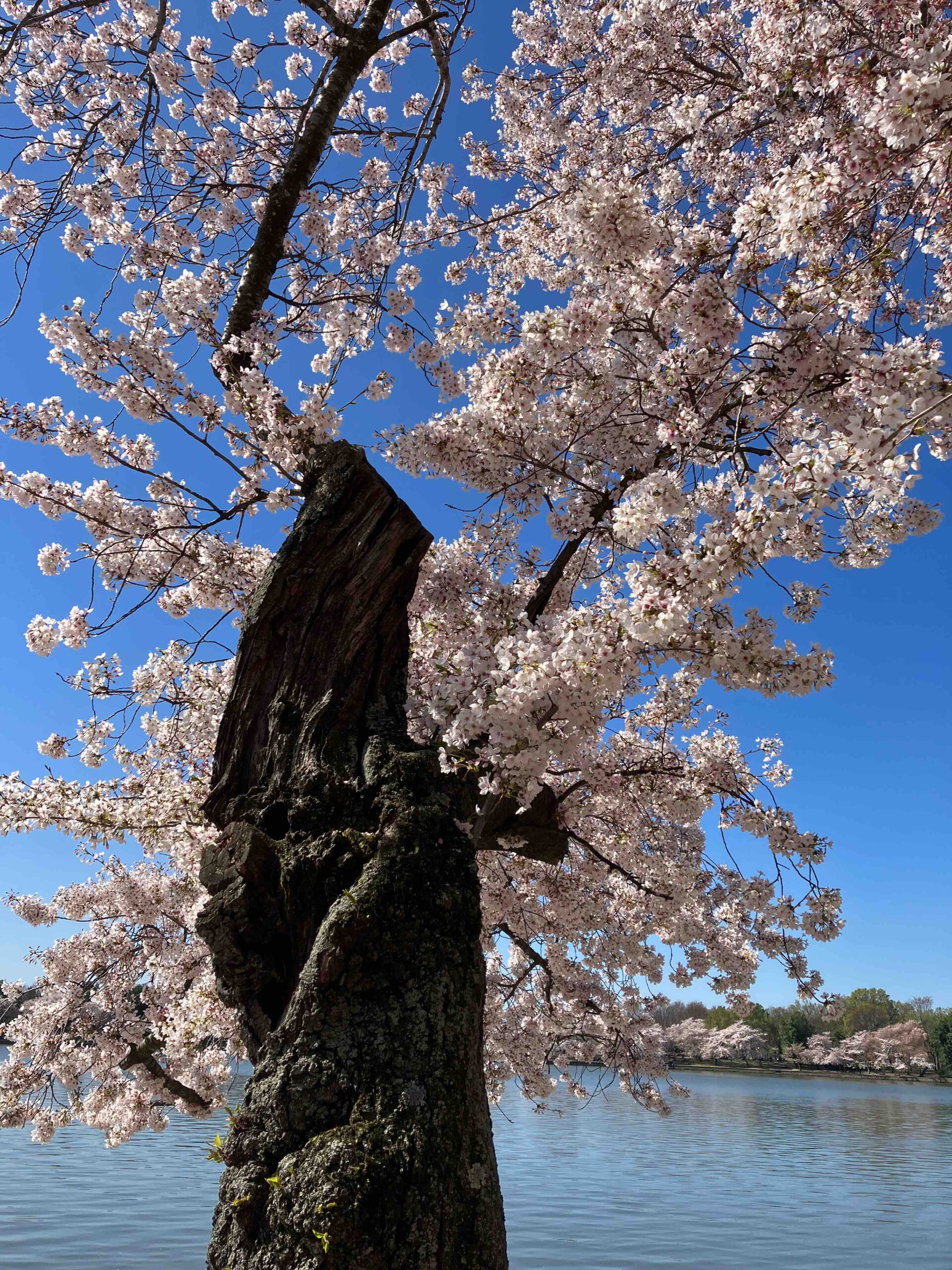 Monumental Thoughts – Part 1 – Lisa Shaffer Words